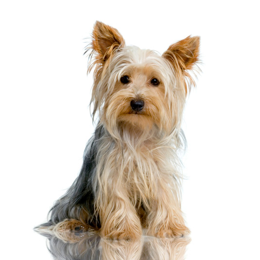 Portrait of yorkshire Sitting in front of white background; Thinkstock photo